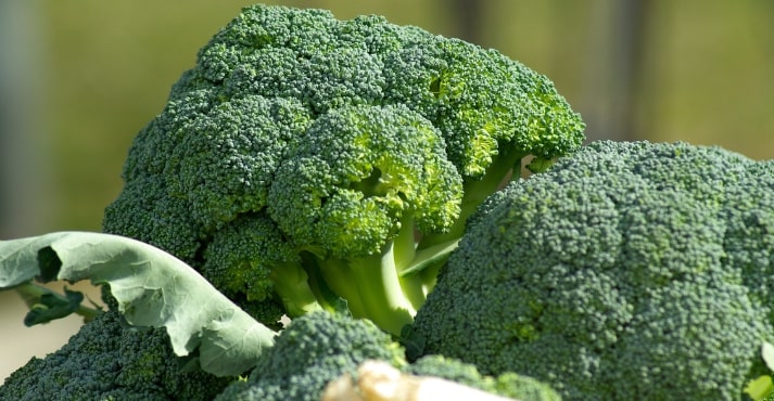 Broccoli