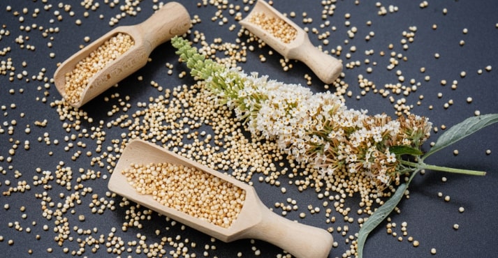 Quinoa